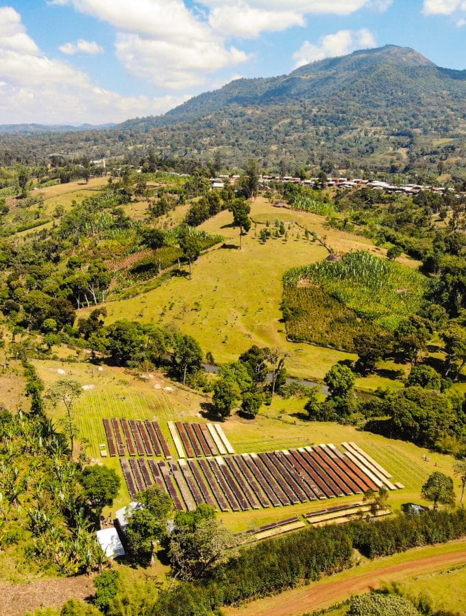 Ethiopia - Queen of Sheba - Washed