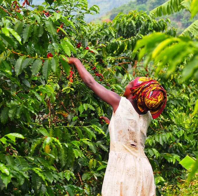 Uganda-Rwenzori-Natural